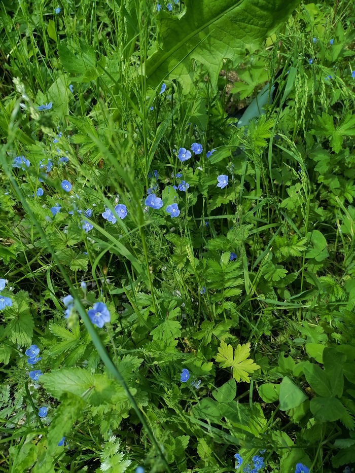 Зелёненький будни | Пикабу