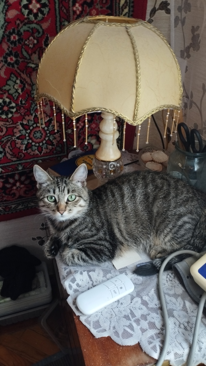 Моя кошка смотрит и офигевает))