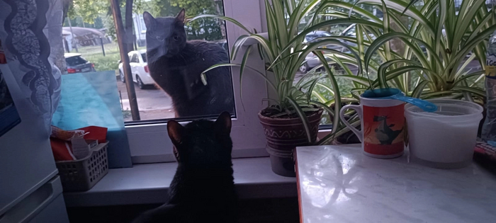 ������� ��� ��������