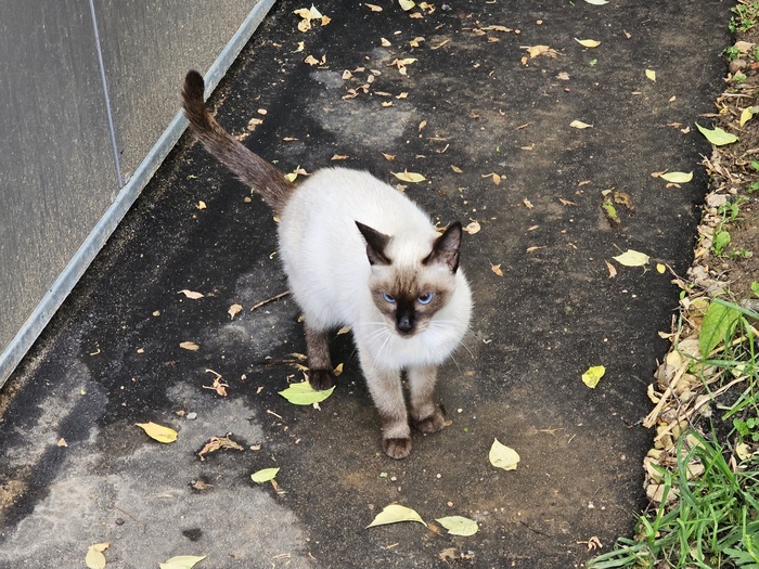 Ищем старых или новых хозяев для сиамской (или тайской) кошечки Кот, В добрые руки, Помощь животным, Спасение животных, Московская область, Помощь, Москва, Калужская область, Без рейтинга, Животные, Длиннопост