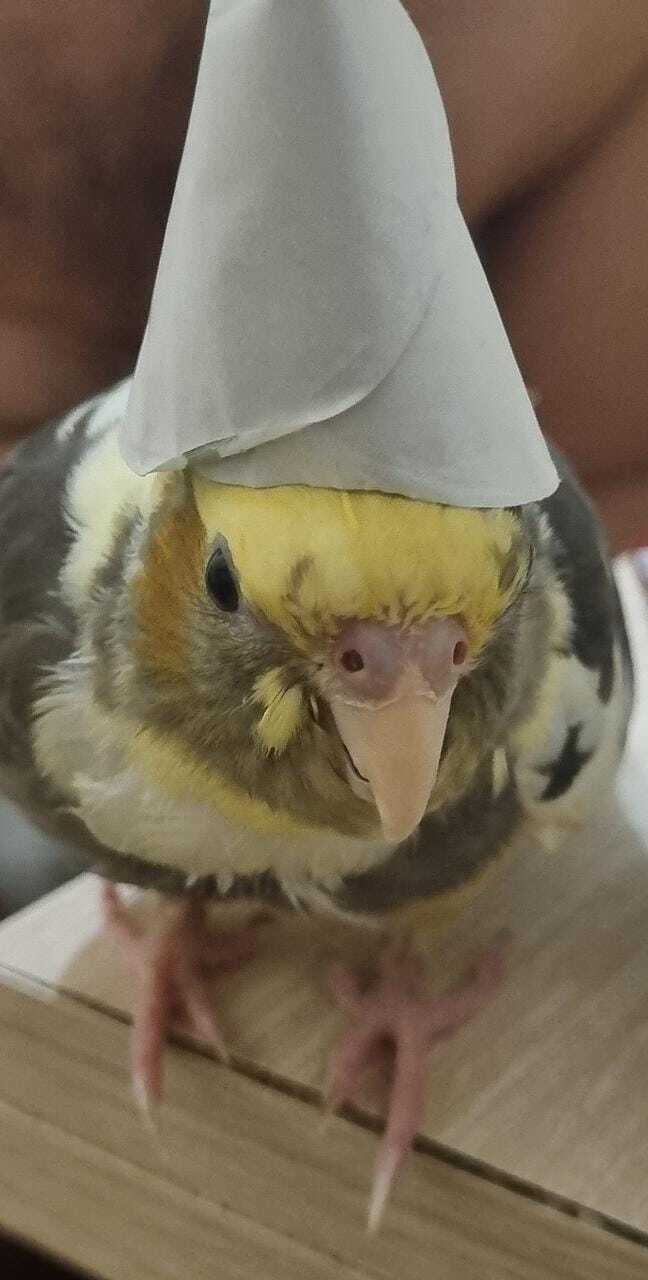 ! , , 
