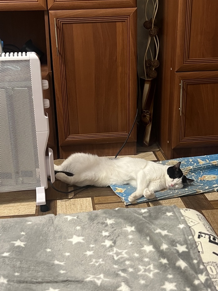 Котика в ленту | Пикабу
