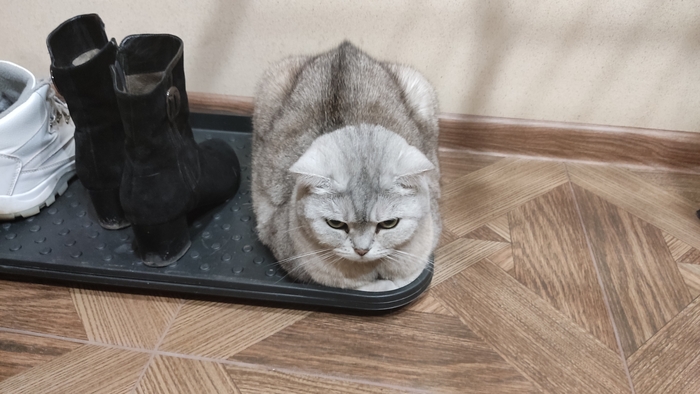 ������ ����