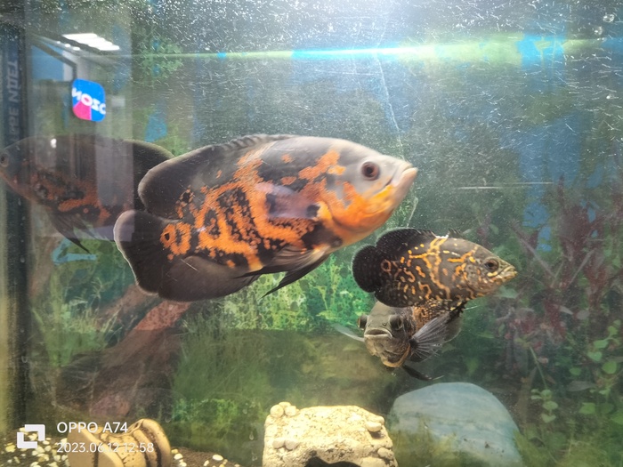 ��� �� �������