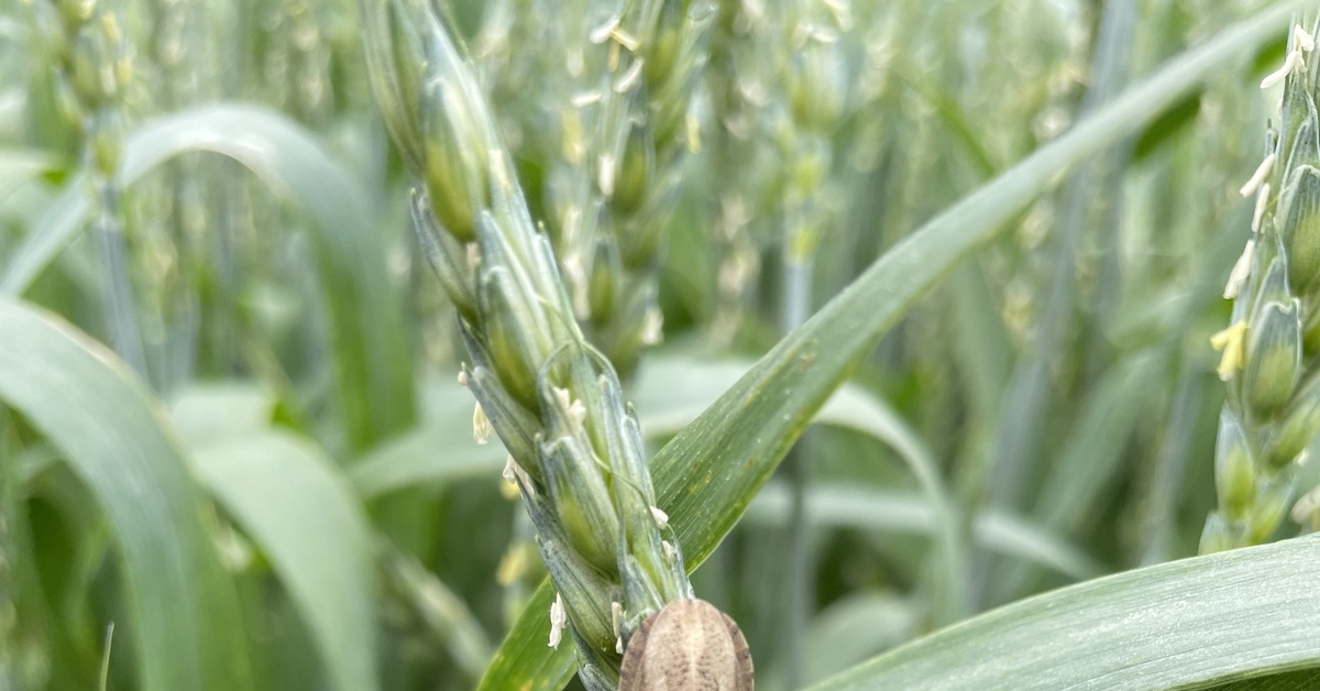 Клоп вредная черепашка | Пикабу