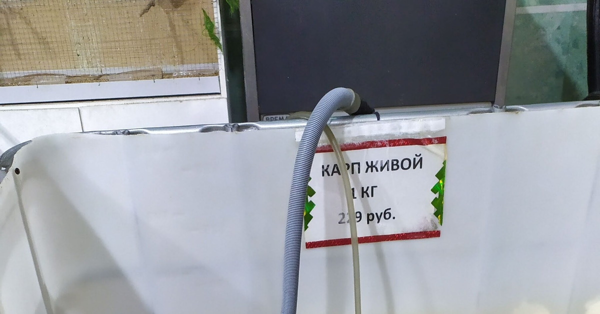 Карп живой | Пикабу