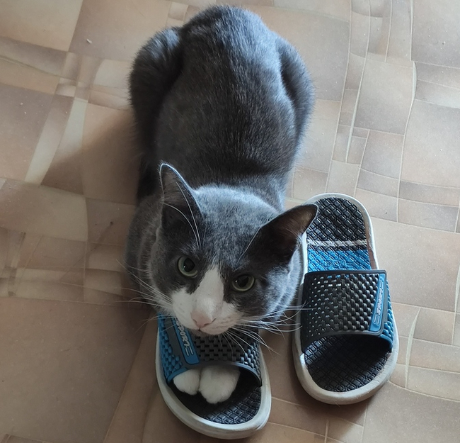 Просто бунд. Просто мой кот