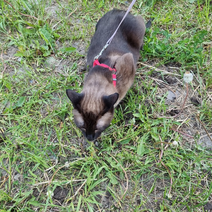 Плюсцов хочу не просто так