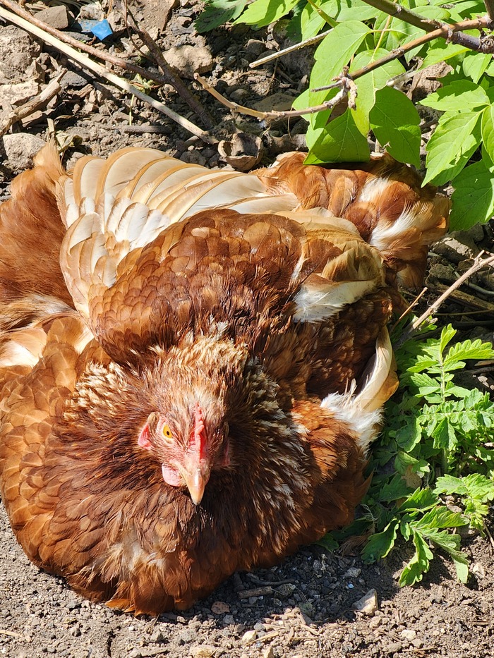 Вроде птица а не летает | Пикабу