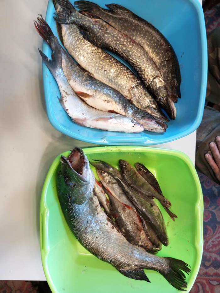 � � ����� ������)