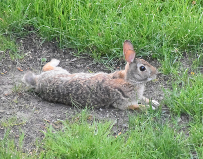 ������ ���� ������� )