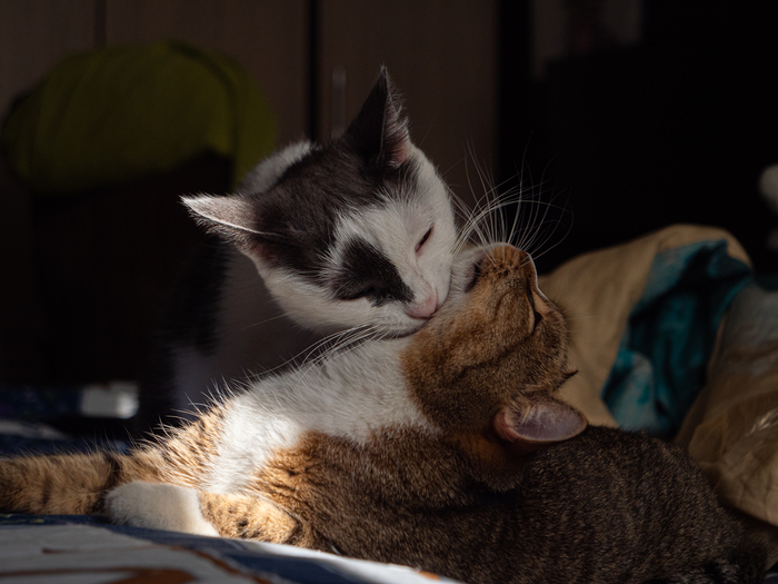 ����� �������