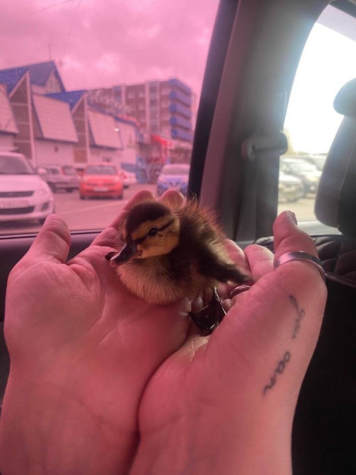 ������ ����� ���������