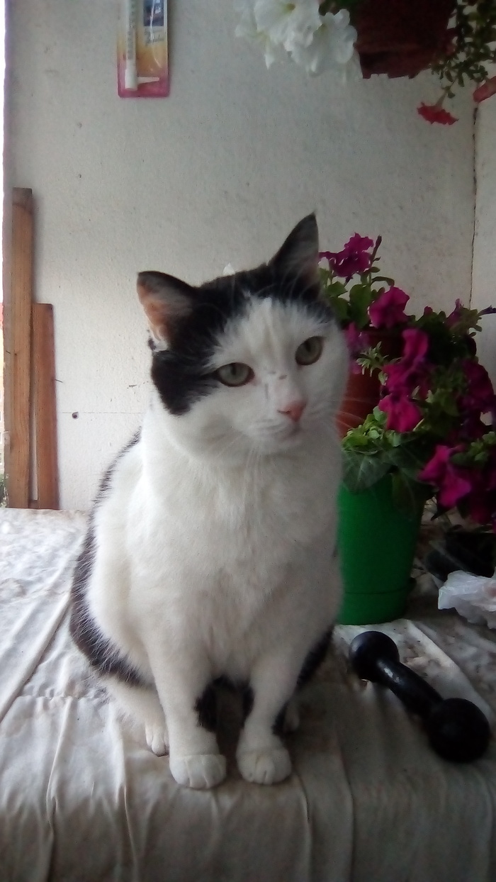 Котэ с цветами