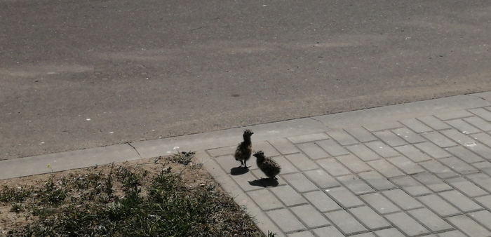 ����, ��� ����