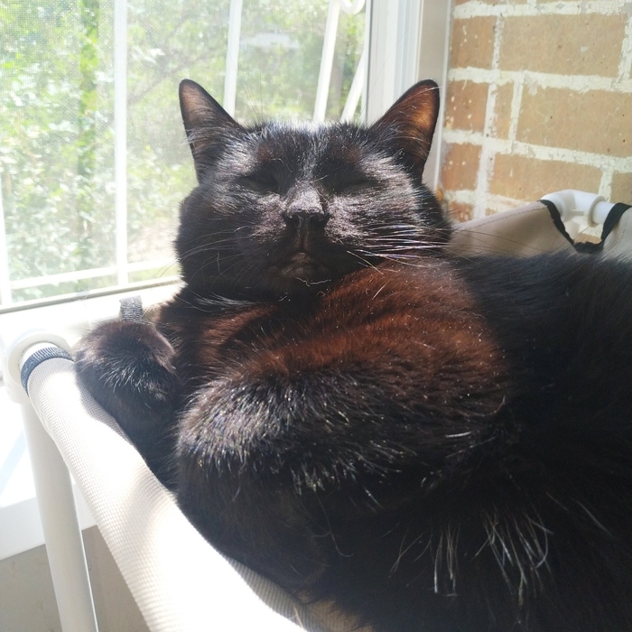 Бунт кота Жулика