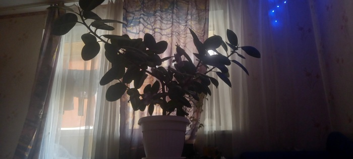 Мистер фикус