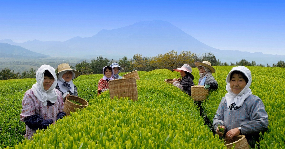 Сбор китайского чая. Чайные плантации в Японии. Сбор чая на плантации в Китае. Плантация зеленого чая Посон Корея. Чайные кусты в Японии.