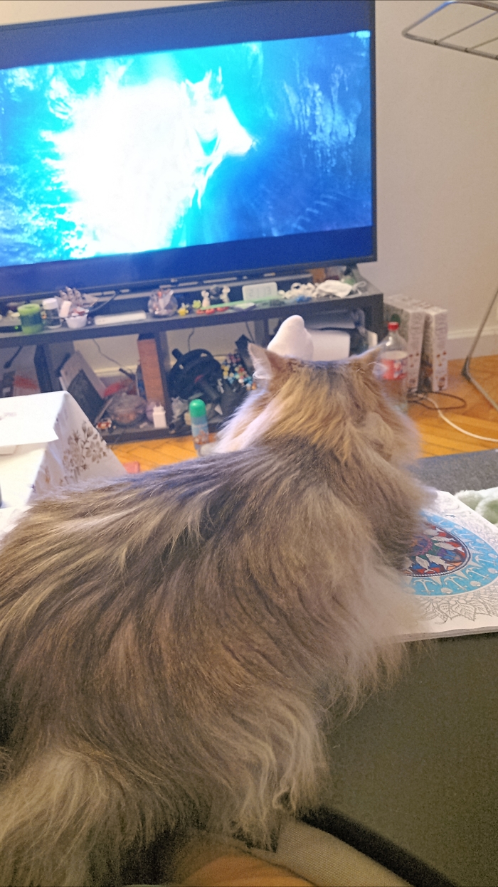 Котинька решает сам, чем ты займёшься вечером