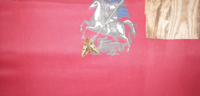 ������� ���� �������