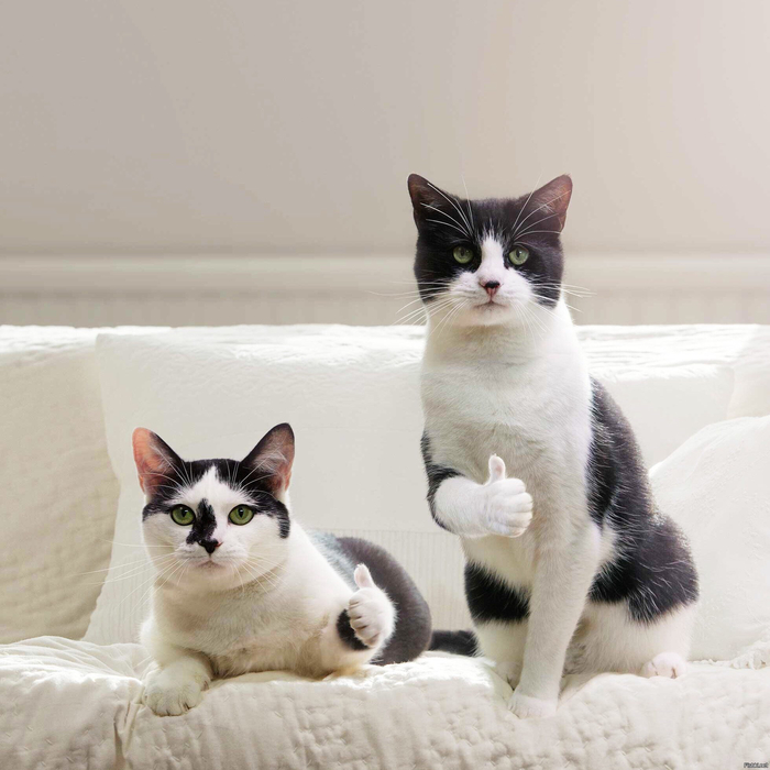 ���� ������ ������