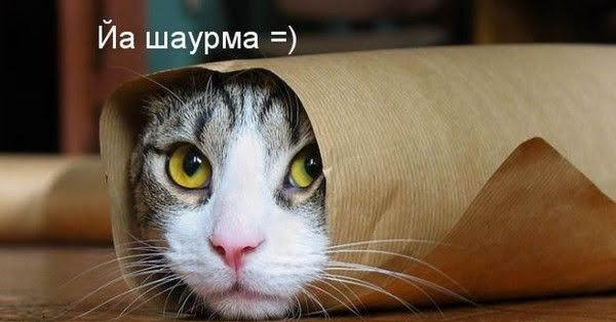 Ржачные Картинки Кошек