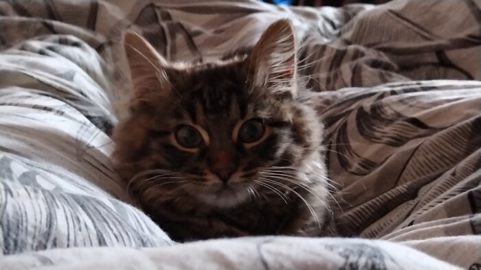 На волне бунтарских постов, вот вам котик