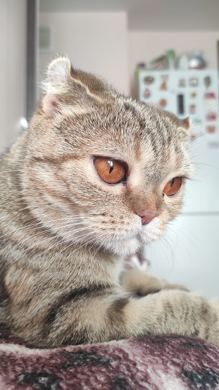 Фото котейки в ленту