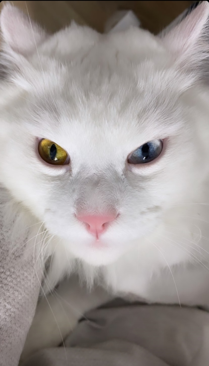 Кокос тоже за бунт!