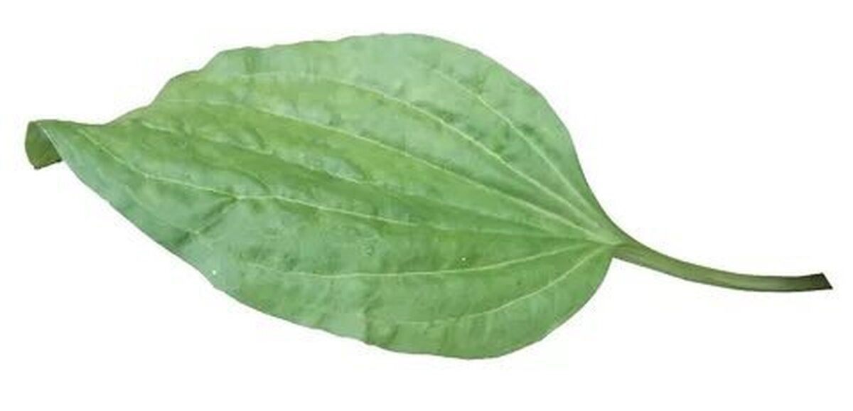 Пикабу, не болей! | Пикабу