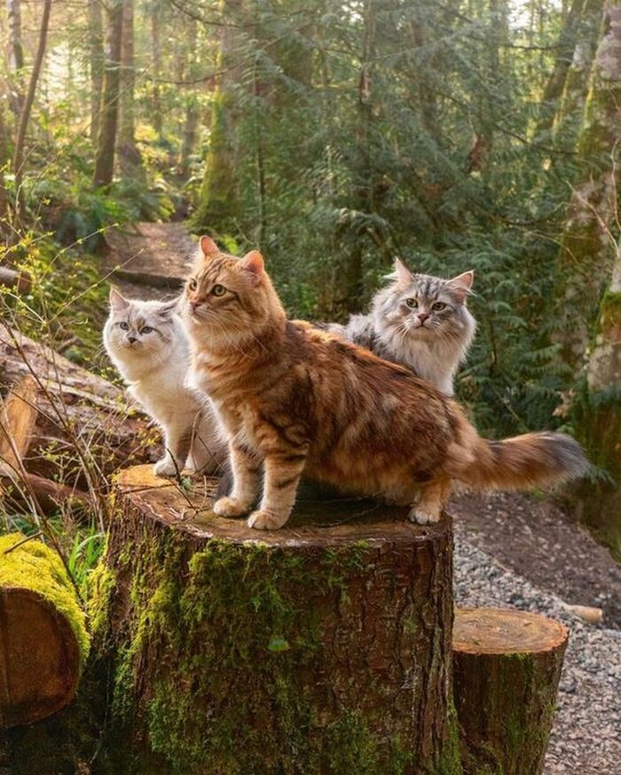 Трое на пеньке...