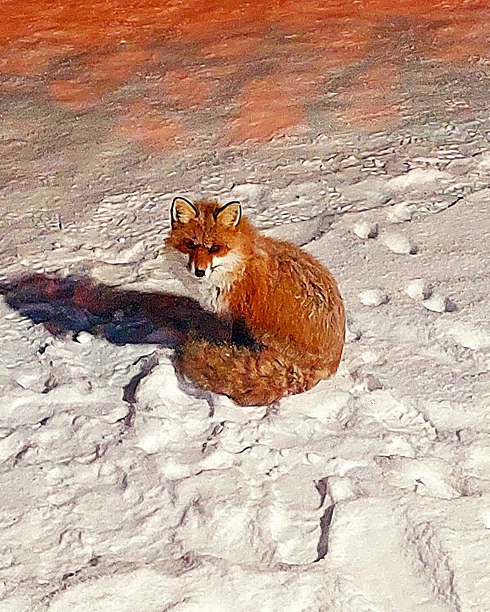 Дайте плюсов! Я вам лИса покажу за это!)