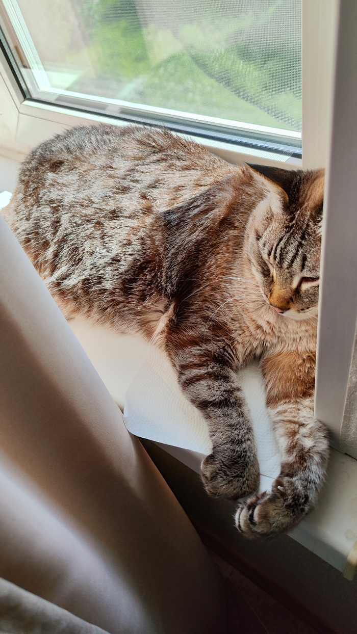 Когда ты болеешь и заходишь на страницу, а тут какой-то бунд-бундище и плюсы раздают задаром..Тогда котика вам в ленту