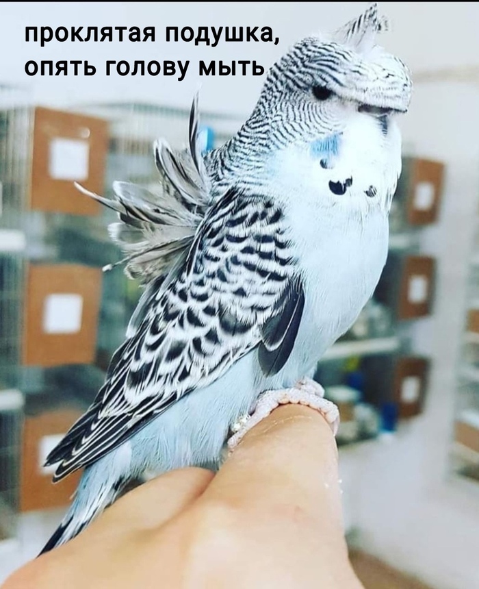 Растрепался