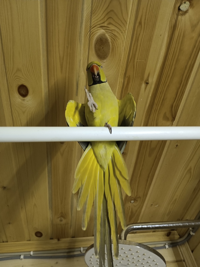 Кеша бундует