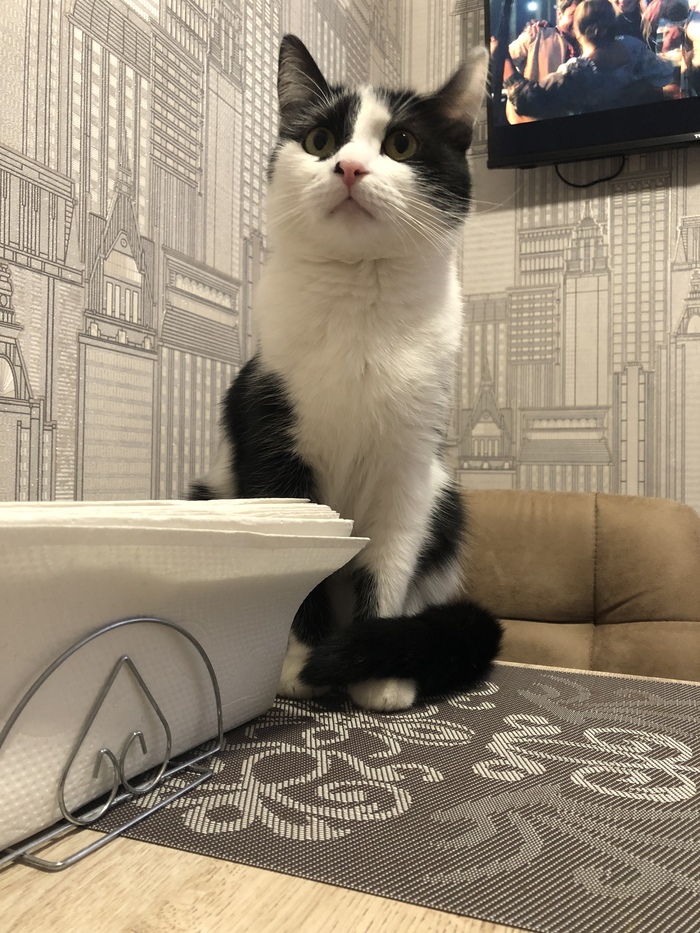 Кот для плюса