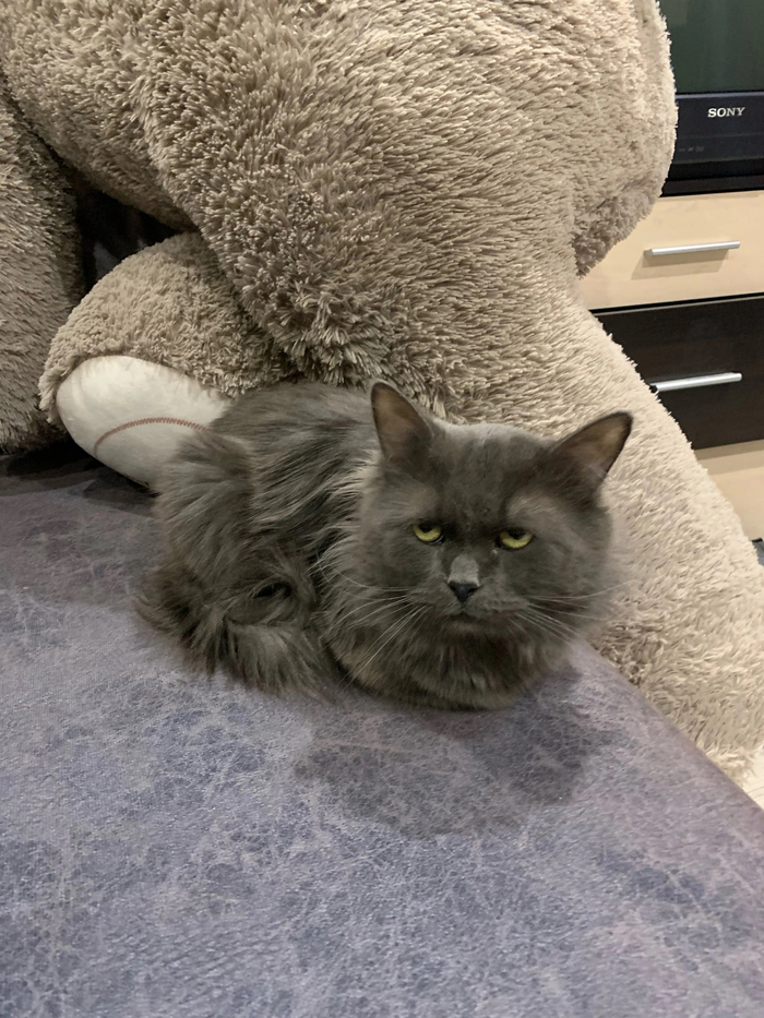 �������� ����