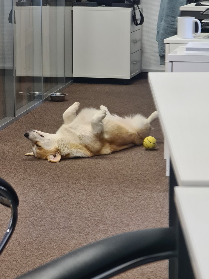 Коржик устал