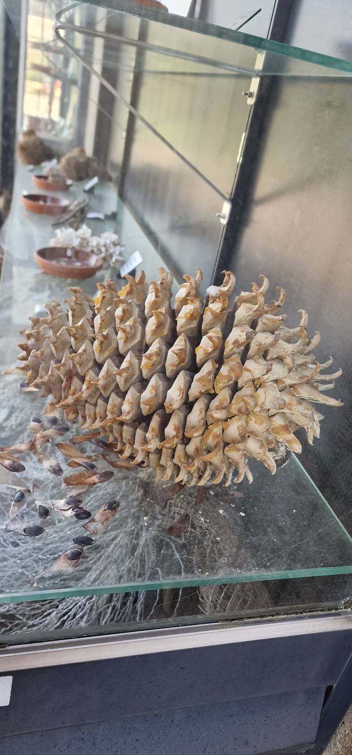 �� ����� �����