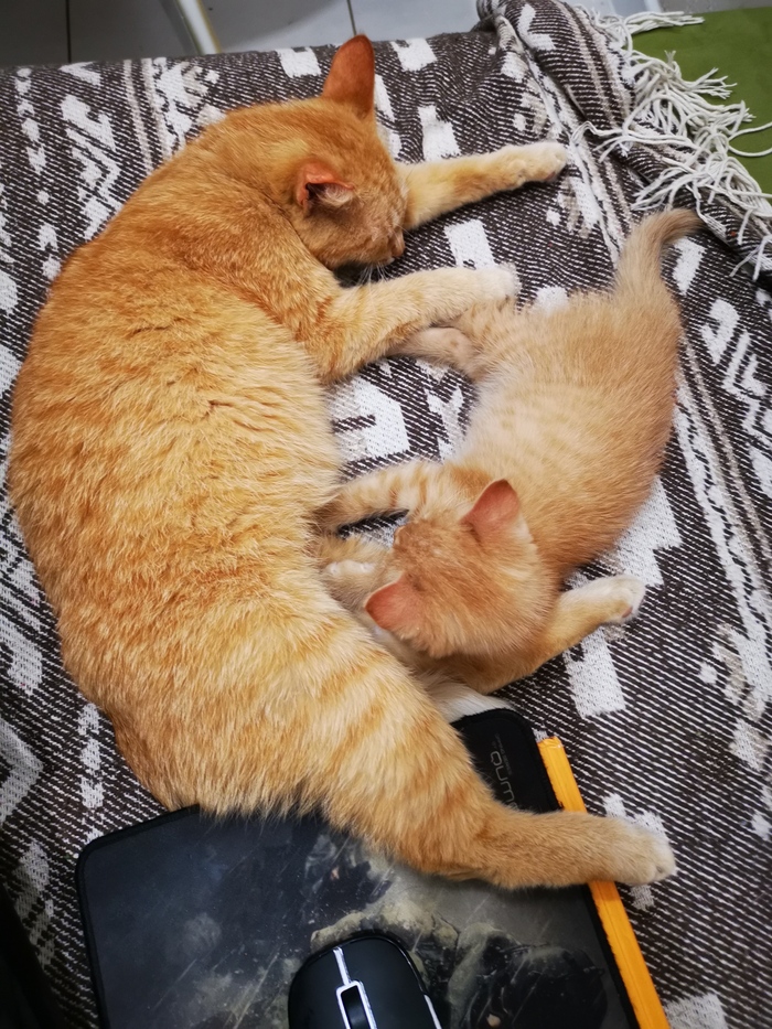 ����� �� ���� �������� ��� �������� ��������