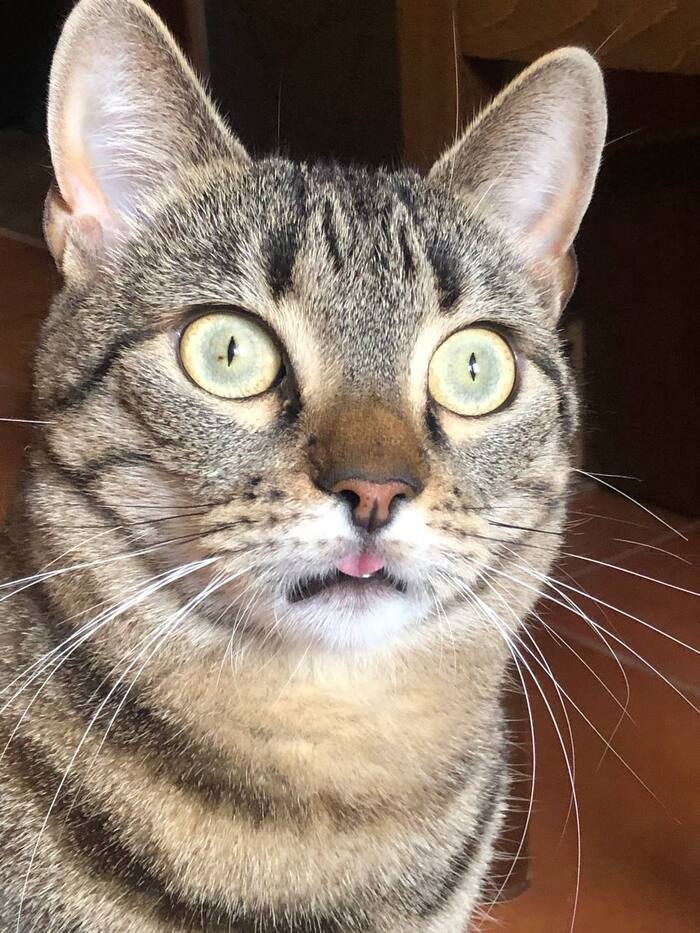 Кот офигел от бунта, насыпьте и ему лайков раз такая пьянка