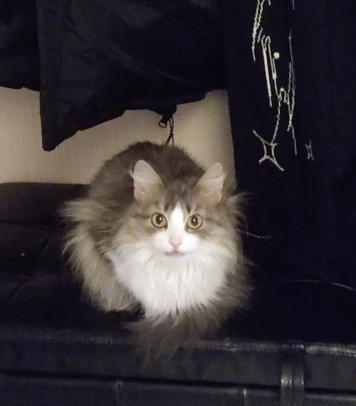 Моя кошка в шоке с вашего бунта