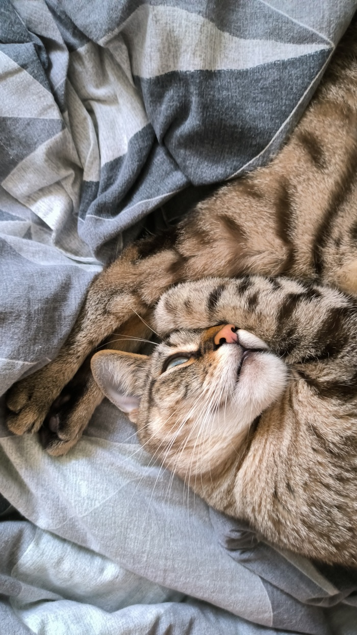 11 лет на пикабу, история циклична. Бунды пройдут, а коты в горячем вечны