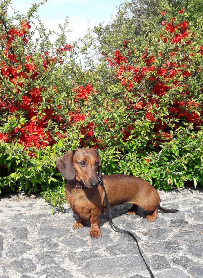 Бунт? Не, цветочная революция!