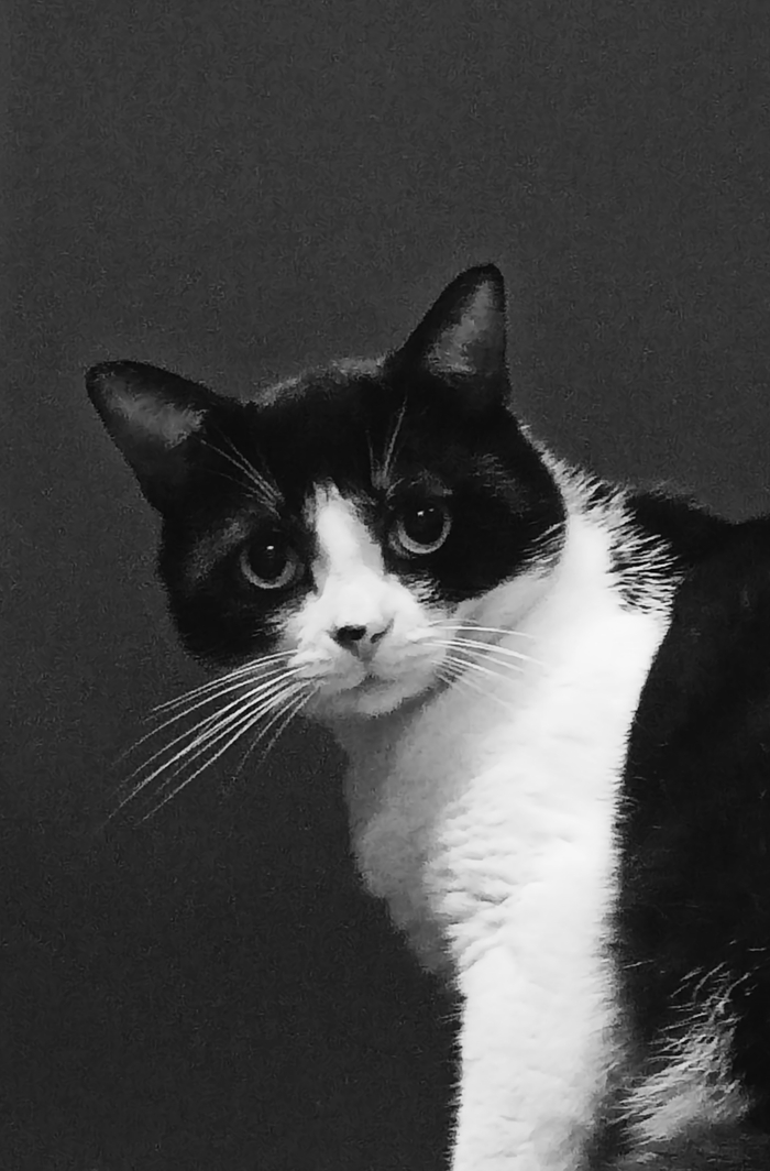 Очередной участник бунта | Пикабу