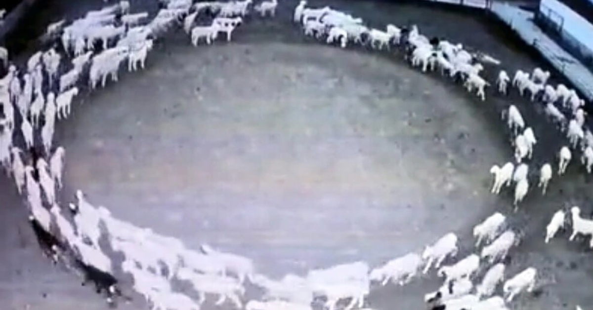 Животные ходят по кругу. Животные ходят по кругу почему фото. Животные ходят по кругу. Медведи на воле и в неволе. Медведь на воле.