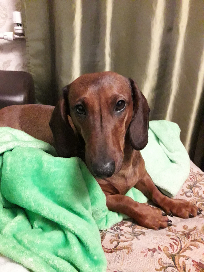 Пёс-гипнотизер