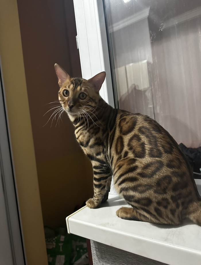 Олдам тоже очень хочется