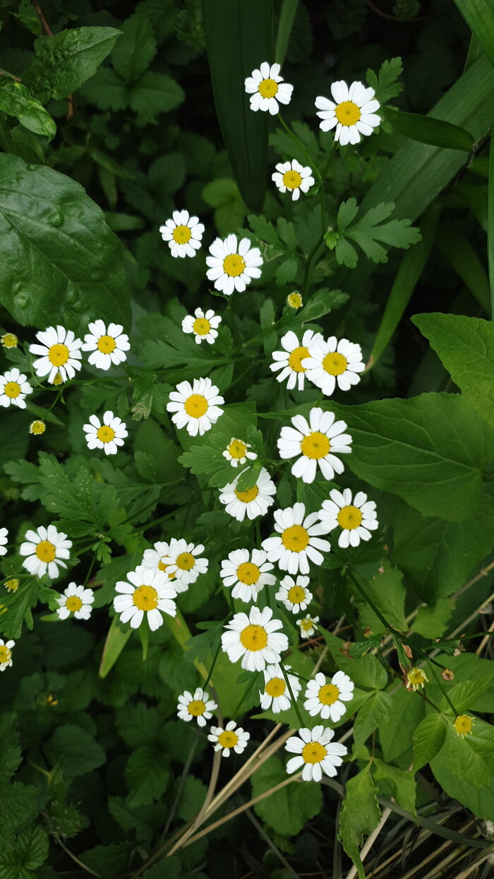 Раз ромашка, два ромашка, трям ромашка...