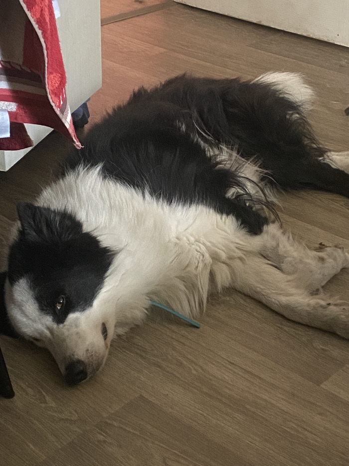 Бунд Зомби пёс